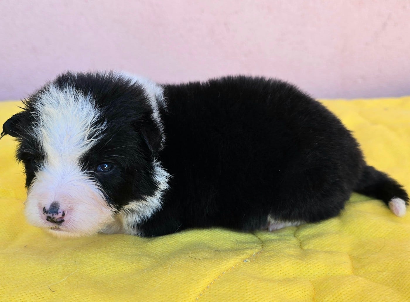 Border Collie - du Paradis des P'tits Cracks