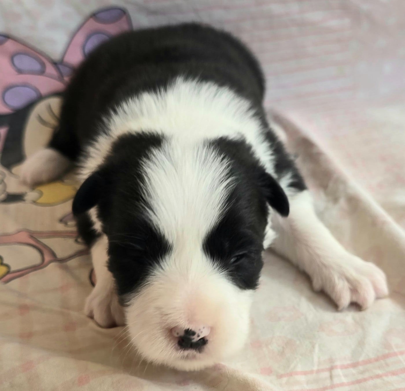 Border Collie - du Paradis des P'tits Cracks