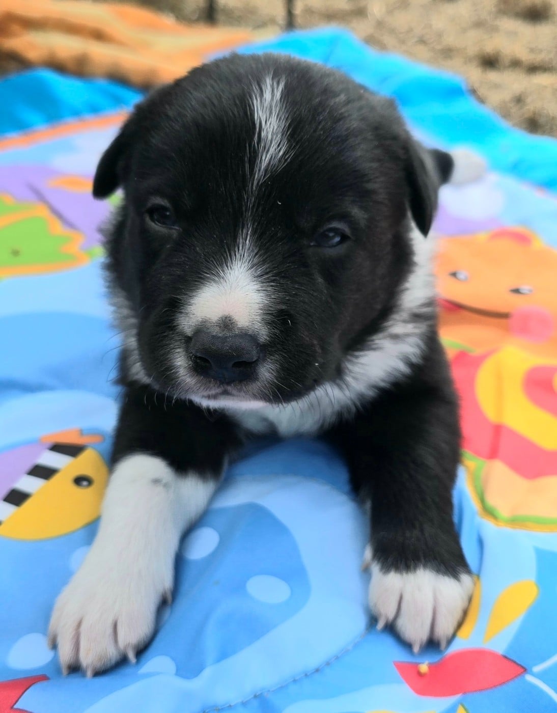 Border Collie - du Paradis des P'tits Cracks