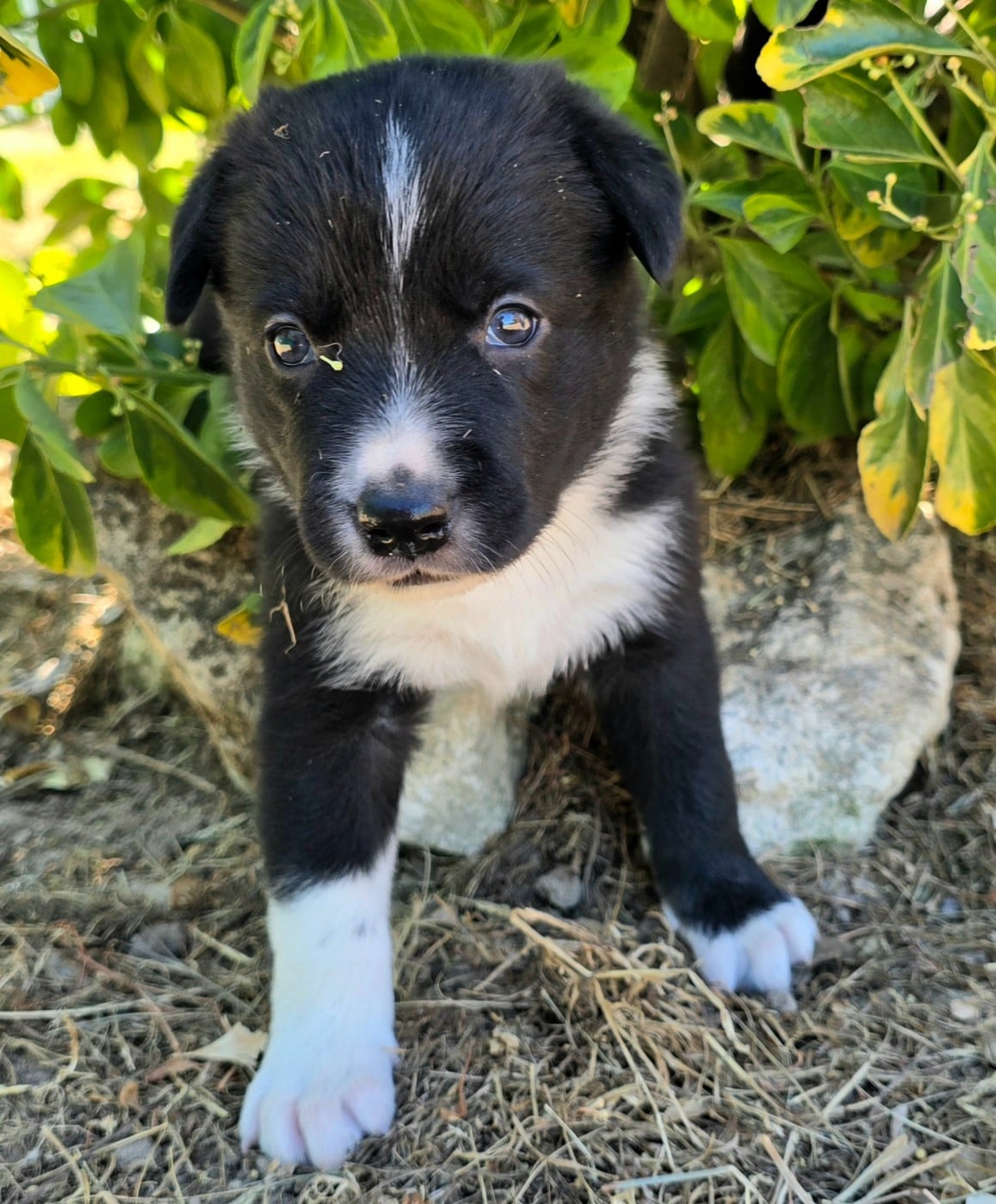 Border Collie - du Paradis des P'tits Cracks