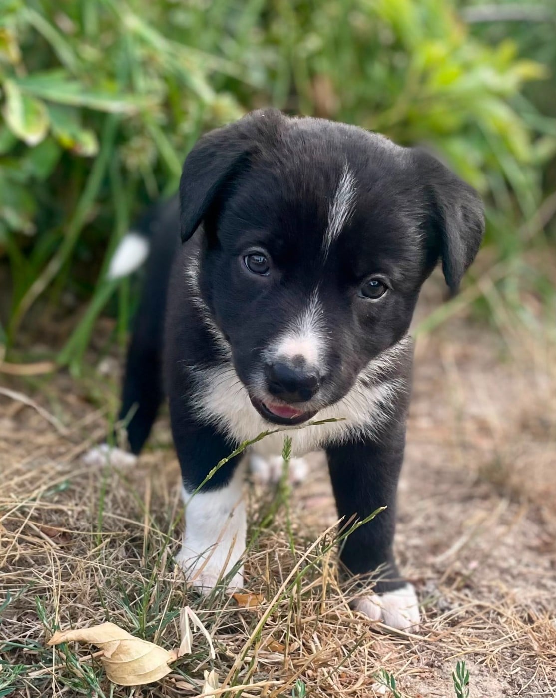 Border Collie - du Paradis des P'tits Cracks