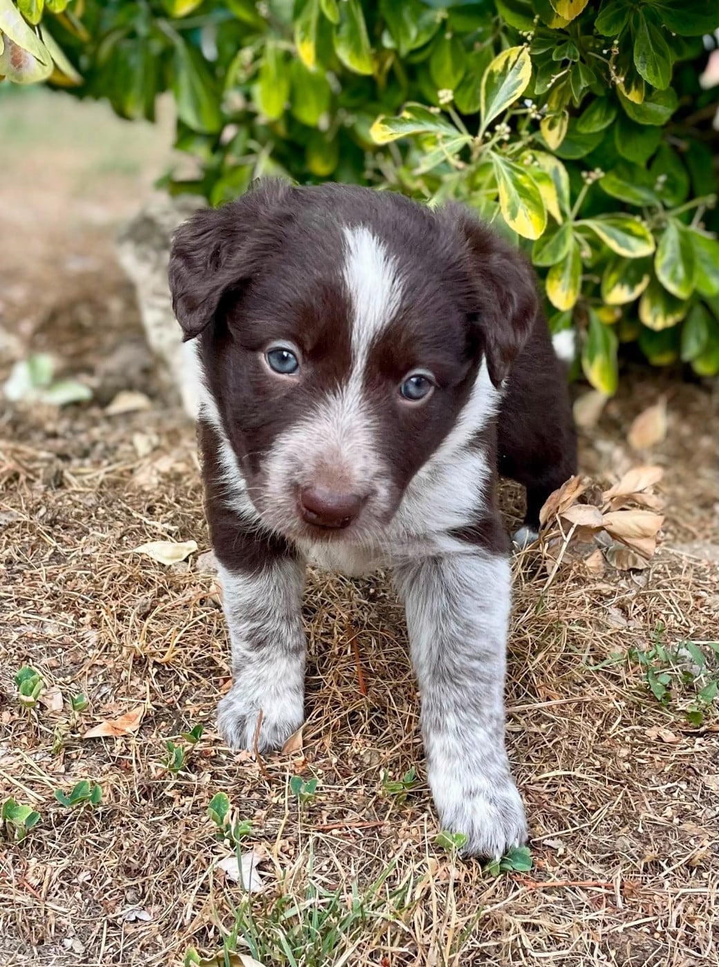 Border Collie - du Paradis des P'tits Cracks