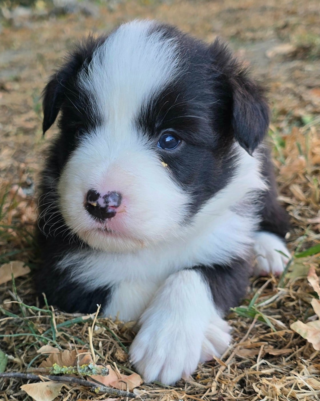 Border Collie - du Paradis des P'tits Cracks
