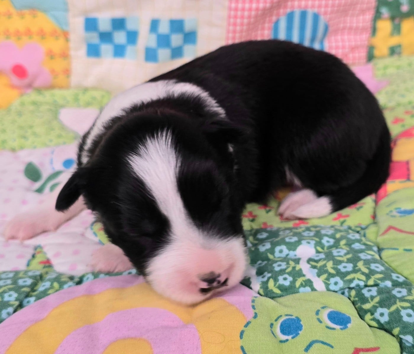- CHIOT 1 FEMELLE NOIRE ET BLANCHE .
