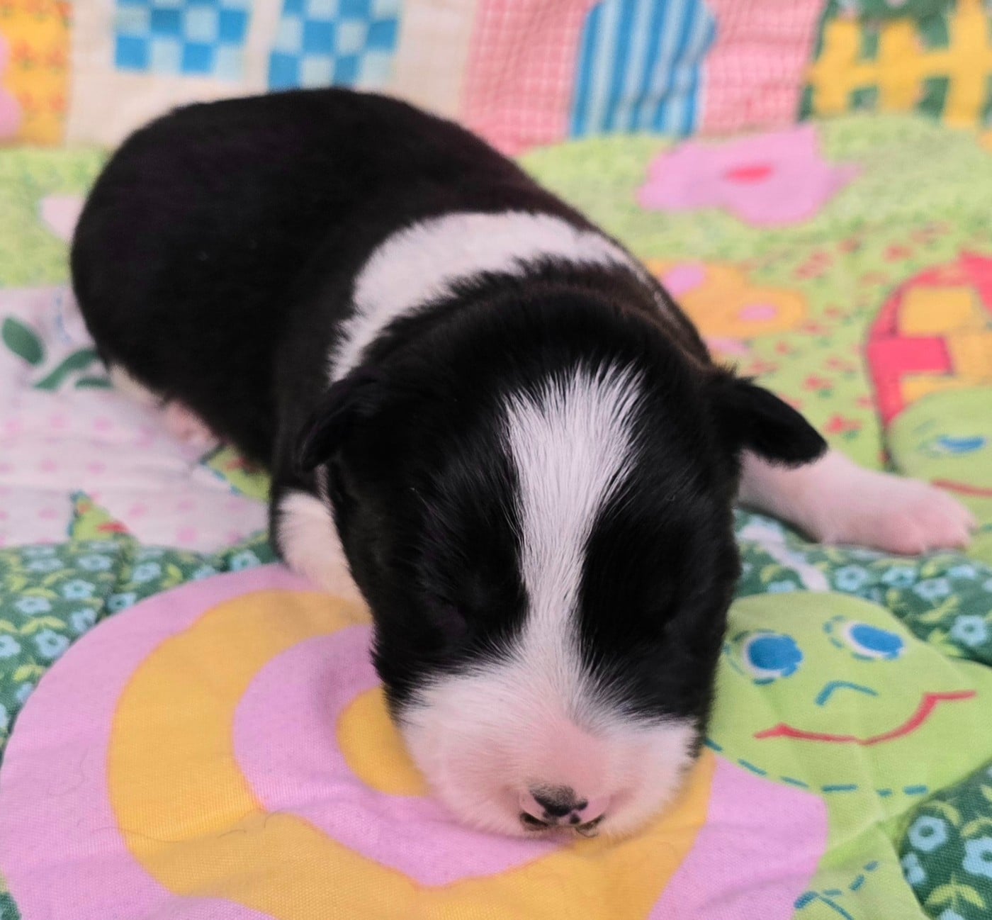 - CHIOT 1 FEMELLE NOIRE ET BLANCHE .