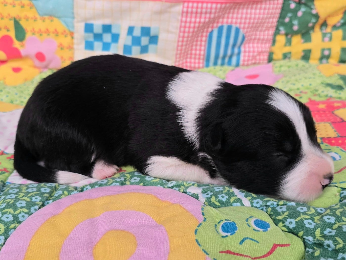 - CHIOT 1 FEMELLE NOIRE ET BLANCHE .