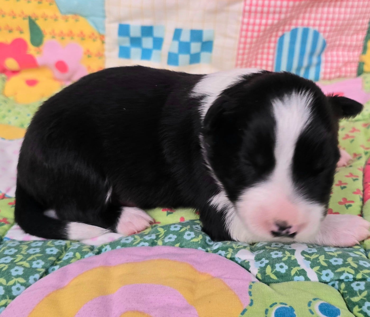 - CHIOT 1 FEMELLE NOIRE ET BLANCHE .