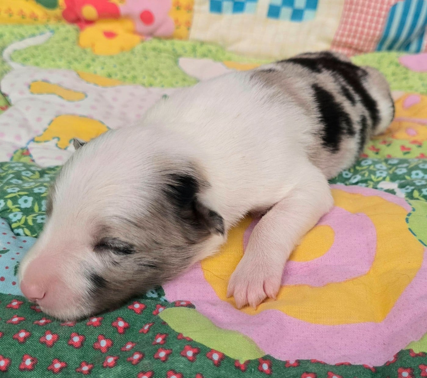 - CHIOT 2 FEMELLE BLEUE MERLE.