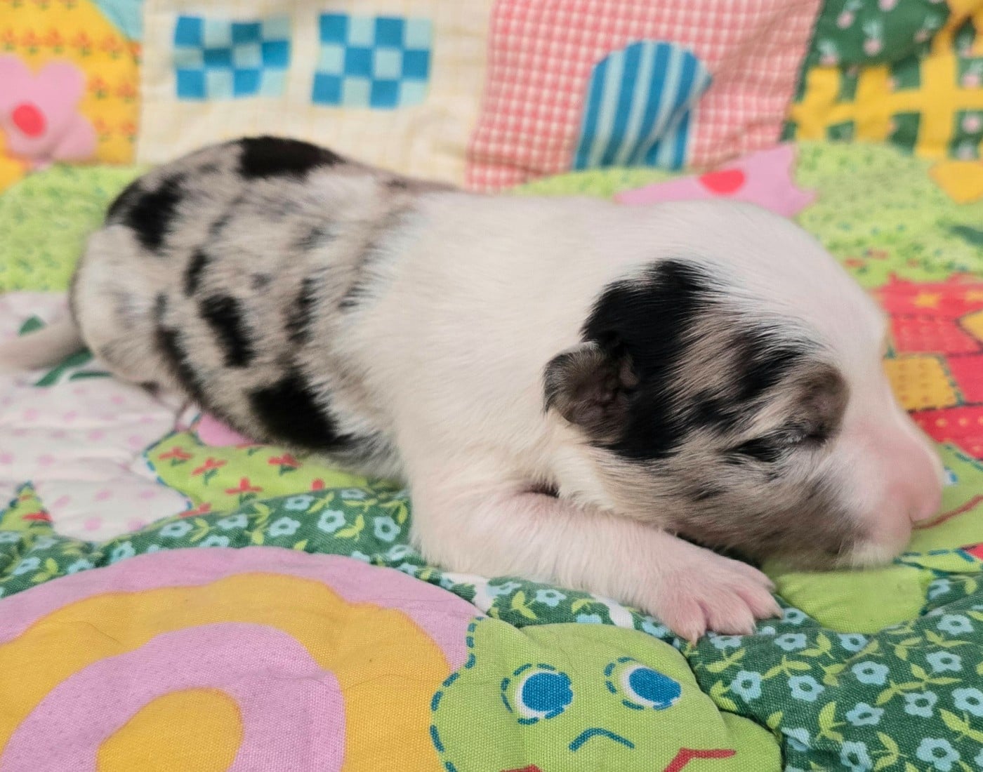 - CHIOT 2 FEMELLE BLEUE MERLE.