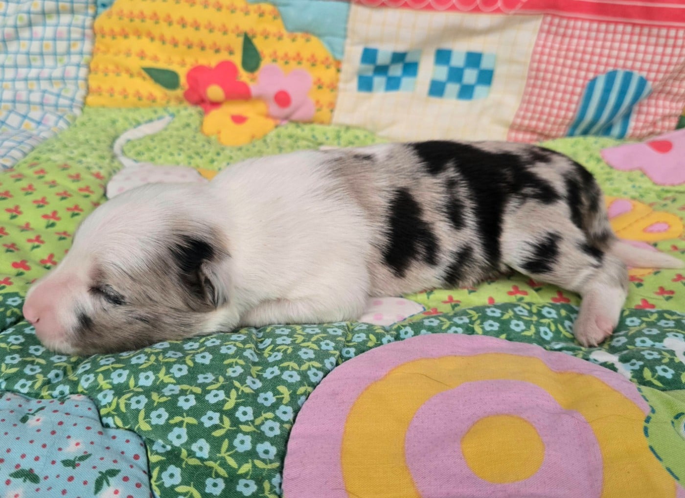 - CHIOT 2 FEMELLE BLEUE MERLE.