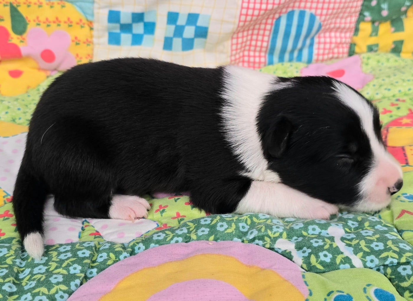 - CHIOT 4 MÂLE NOIR ET BLANC.