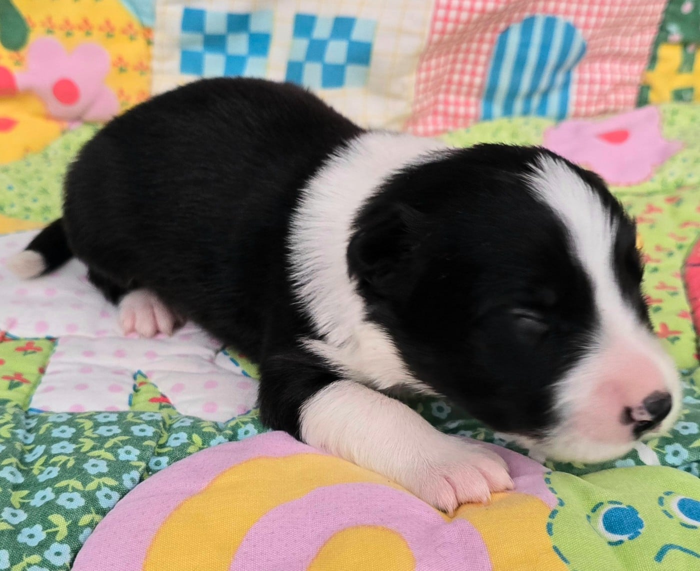 - CHIOT 4 MÂLE NOIR ET BLANC.