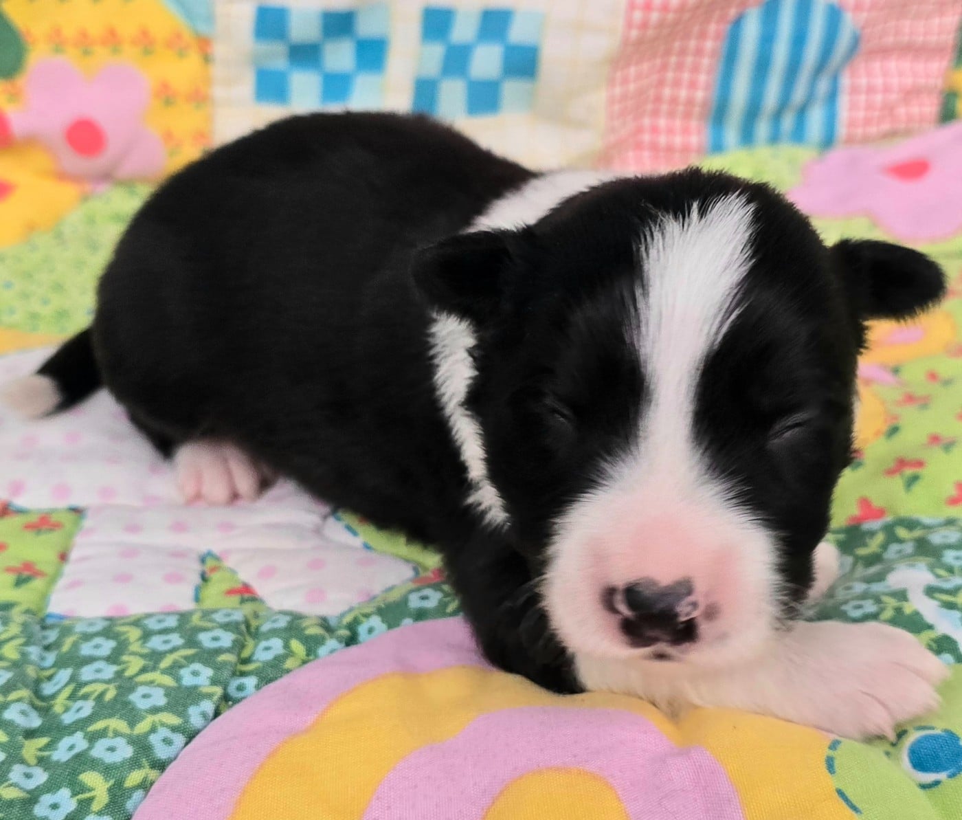 - CHIOT 4 MÂLE NOIR ET BLANC.