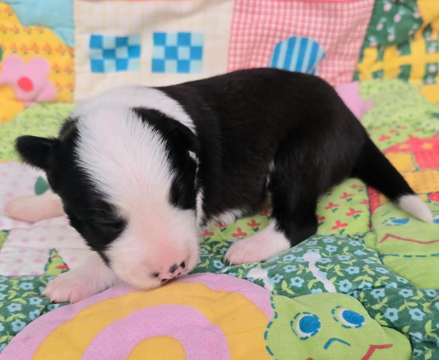 - CHIOT 3 FEMELLE NOIRE ET BLANCHE.