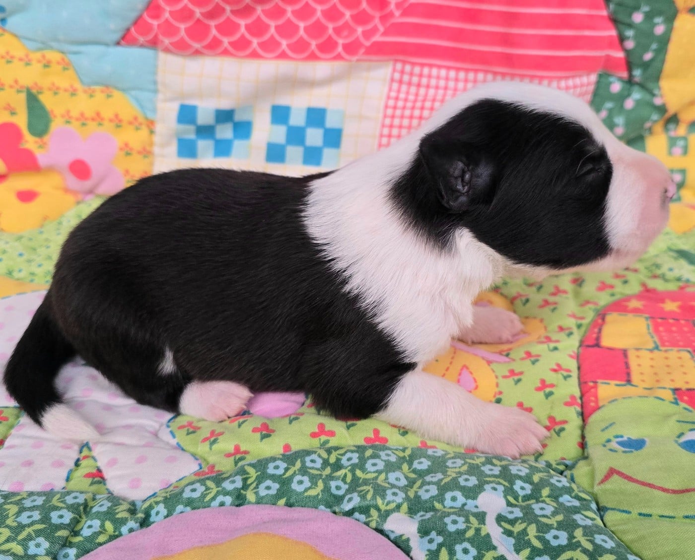 - CHIOT 3 FEMELLE NOIRE ET BLANCHE.