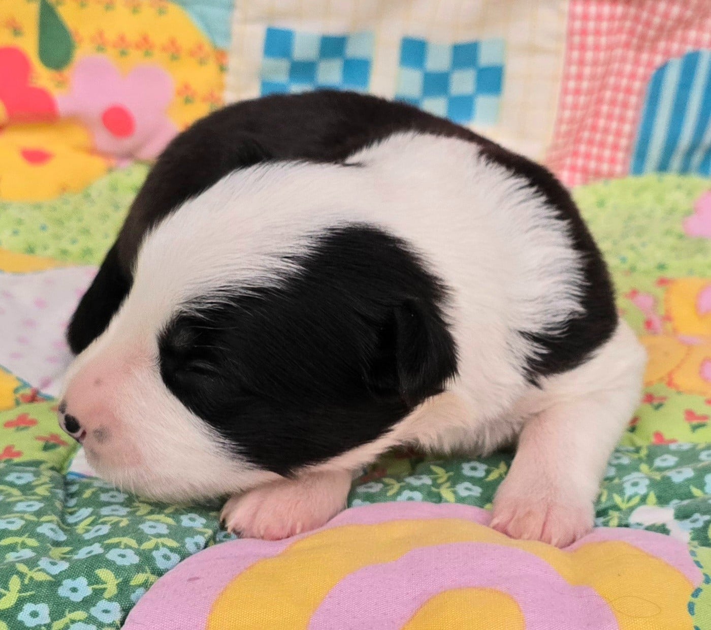 - CHIOT 3 FEMELLE NOIRE ET BLANCHE.