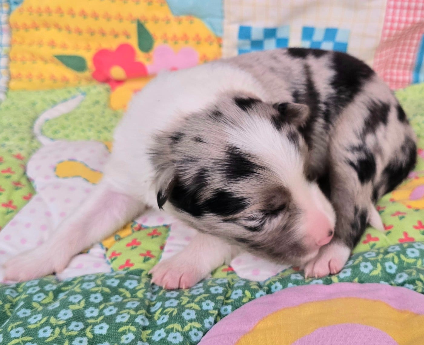 - CHIOT 5 MÂLE SEAL MERLE ET BLANC.