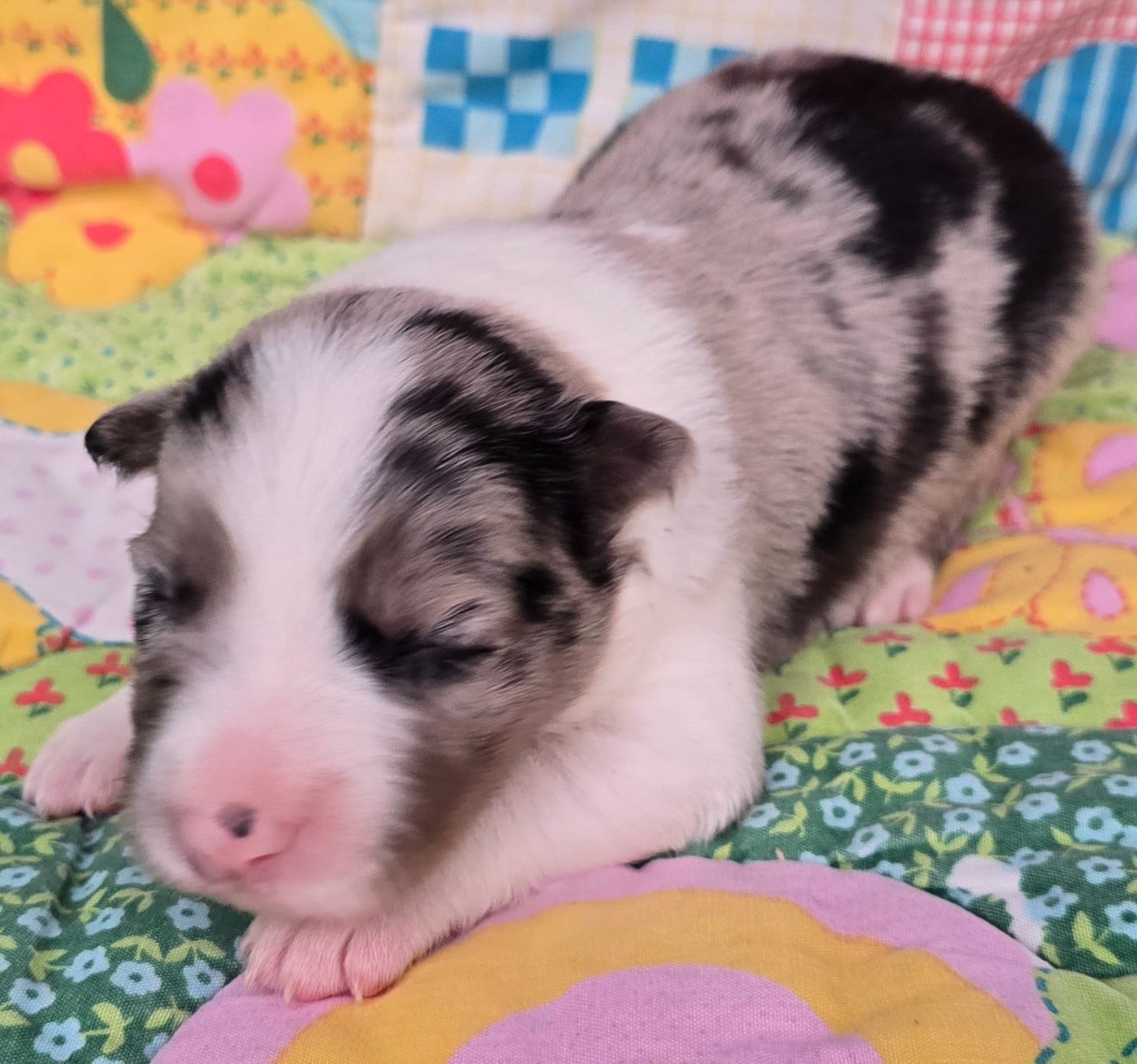 - CHIOT 5 MÂLE SEAL MERLE ET BLANC.