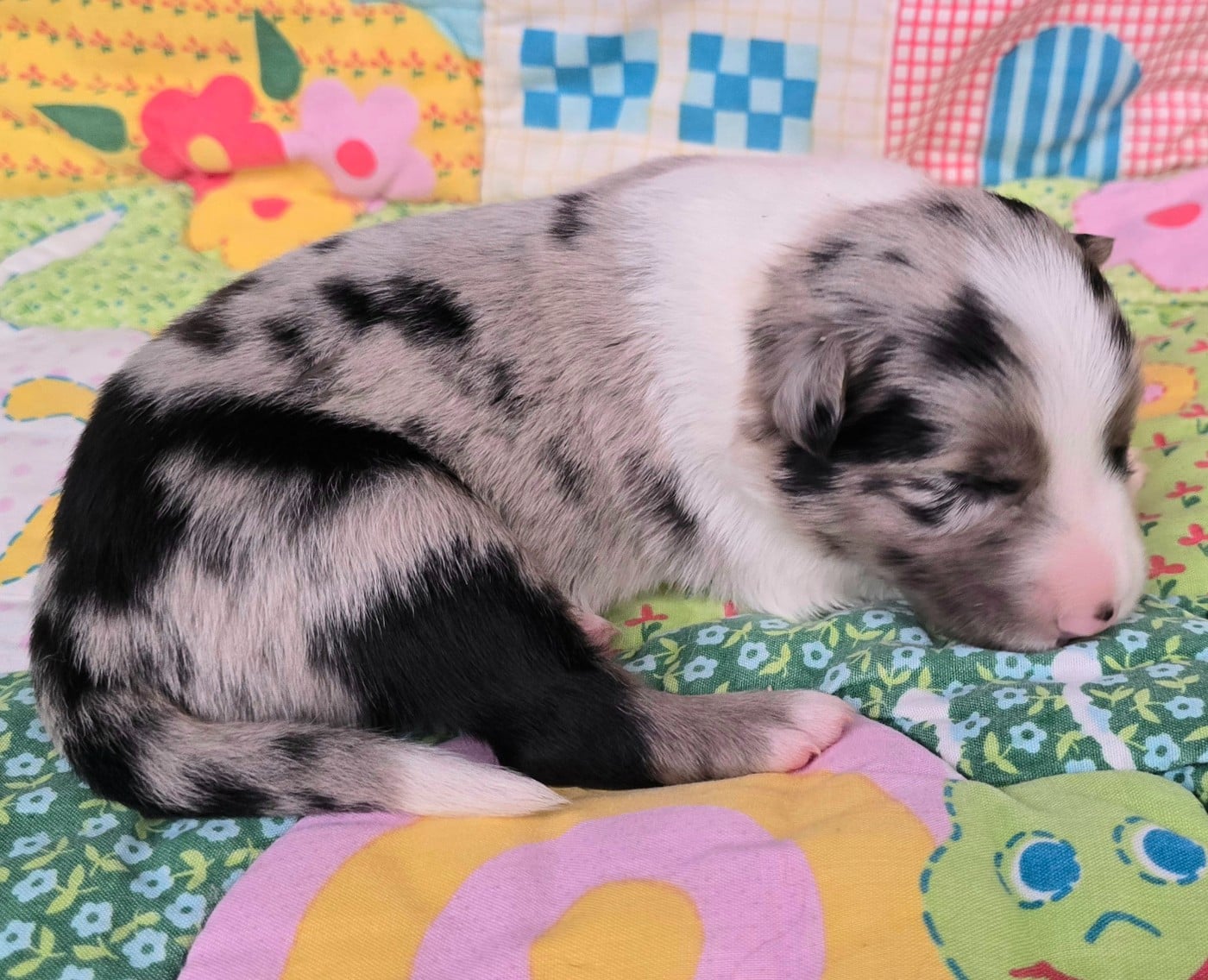 - CHIOT 5 MÂLE SEAL MERLE ET BLANC.