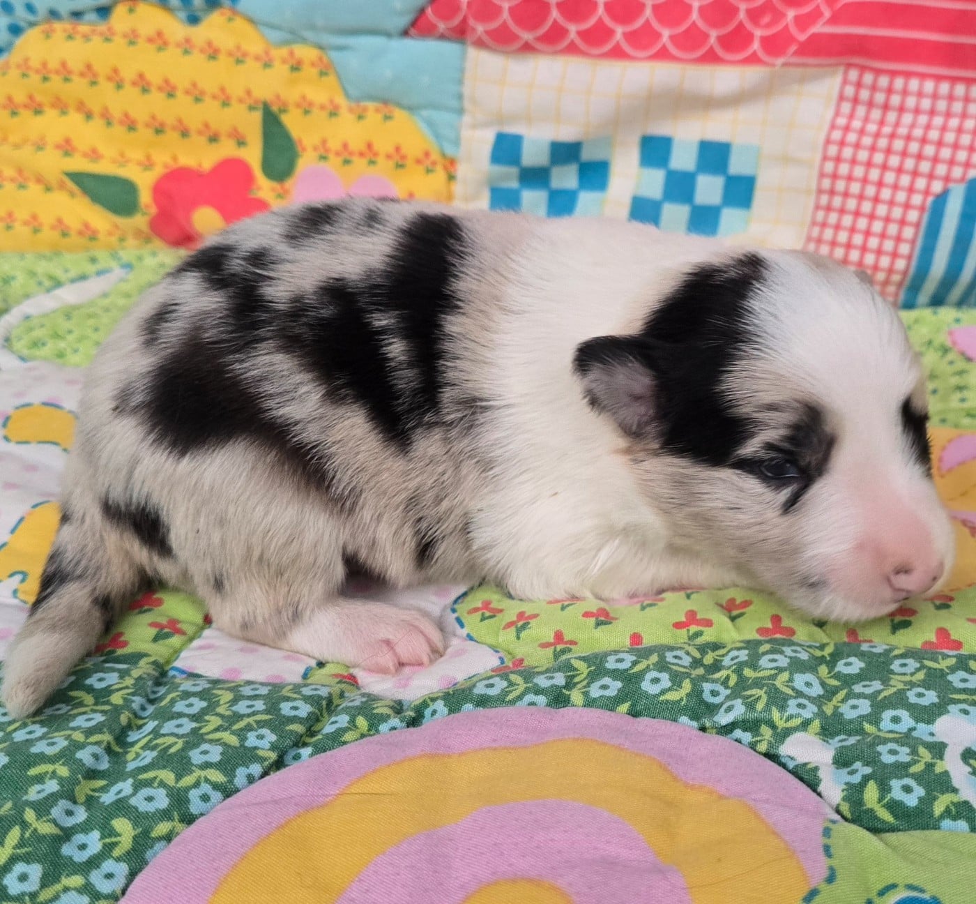 - CHIOT 7 MÂLE BLEU MERLE ET BLANC.