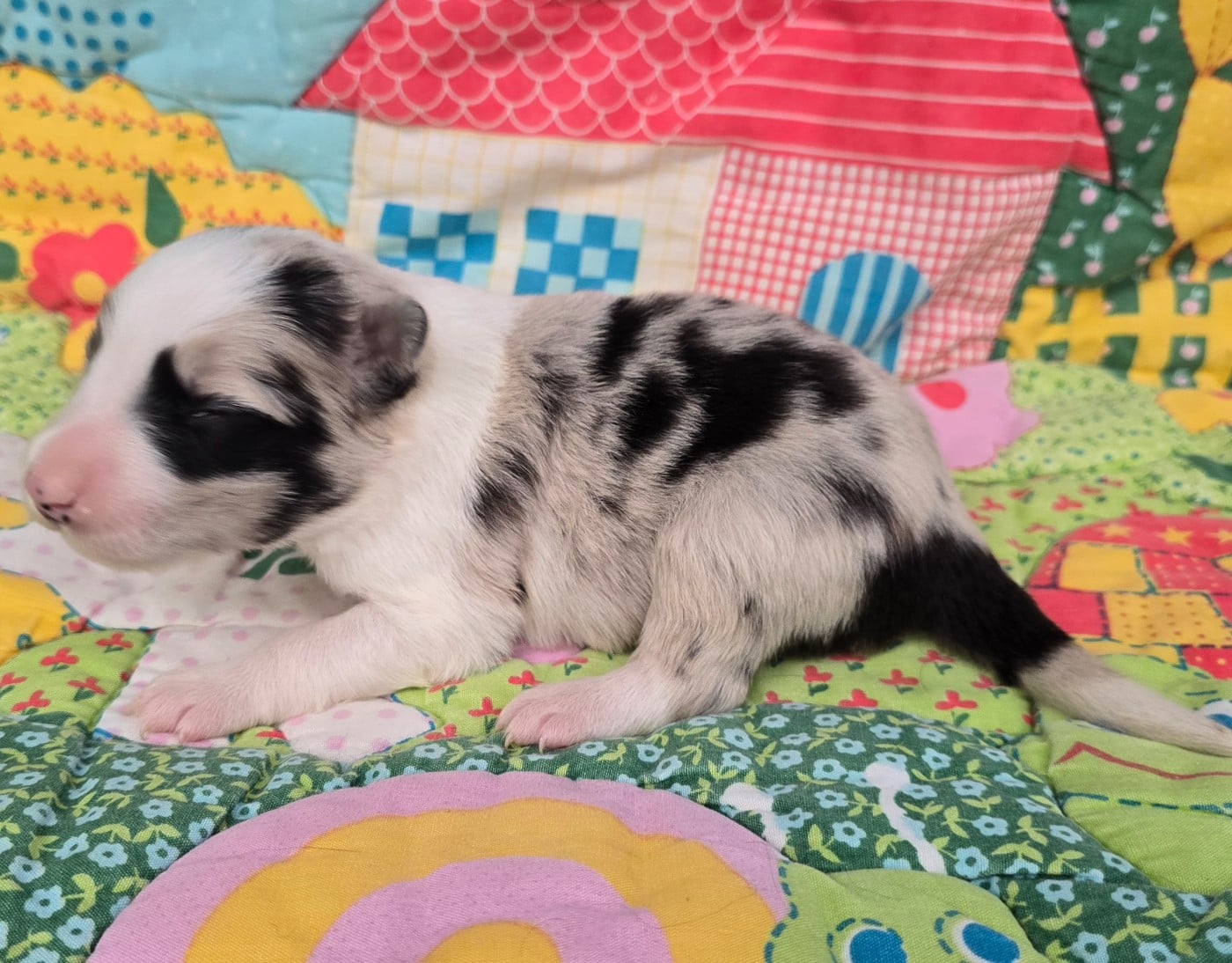 - CHIOT 7 MÂLE BLEU MERLE ET BLANC.