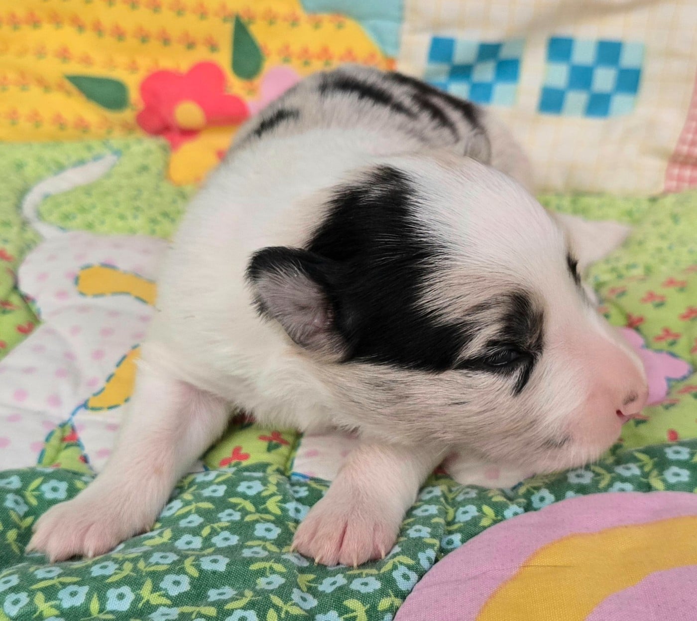 - CHIOT 7 MÂLE BLEU MERLE ET BLANC.