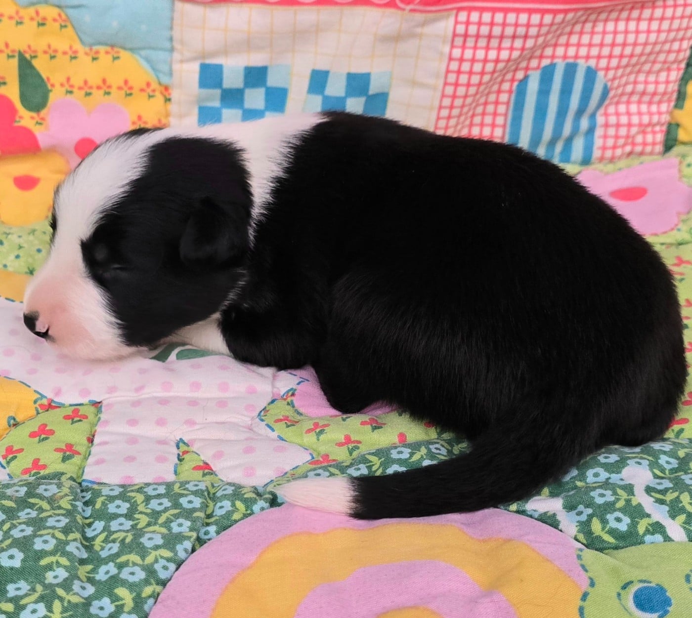 - CHIOT 6 MÂLE NOIR ET BLANC.