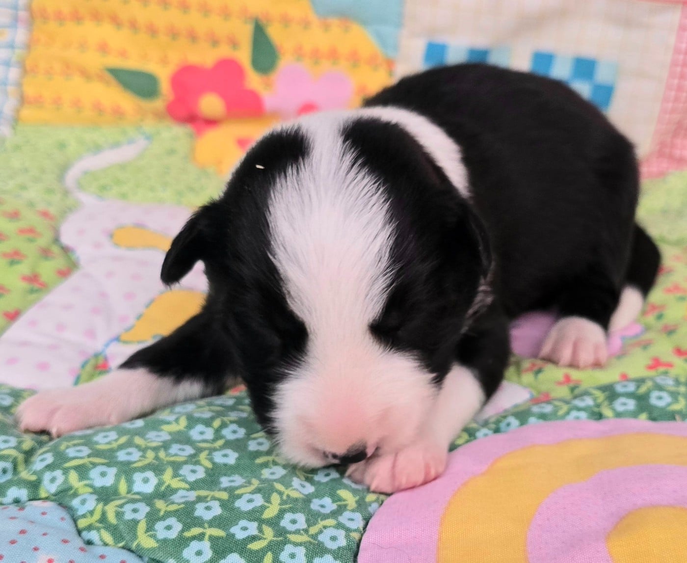 - CHIOT 6 MÂLE NOIR ET BLANC.