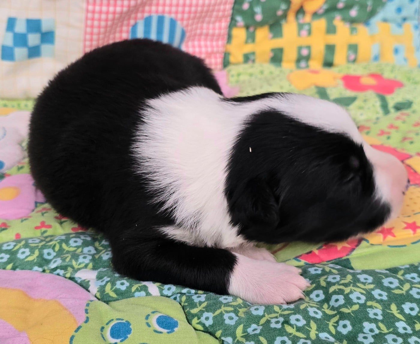 - CHIOT 8 MÂLE NOIR ET BLANC.