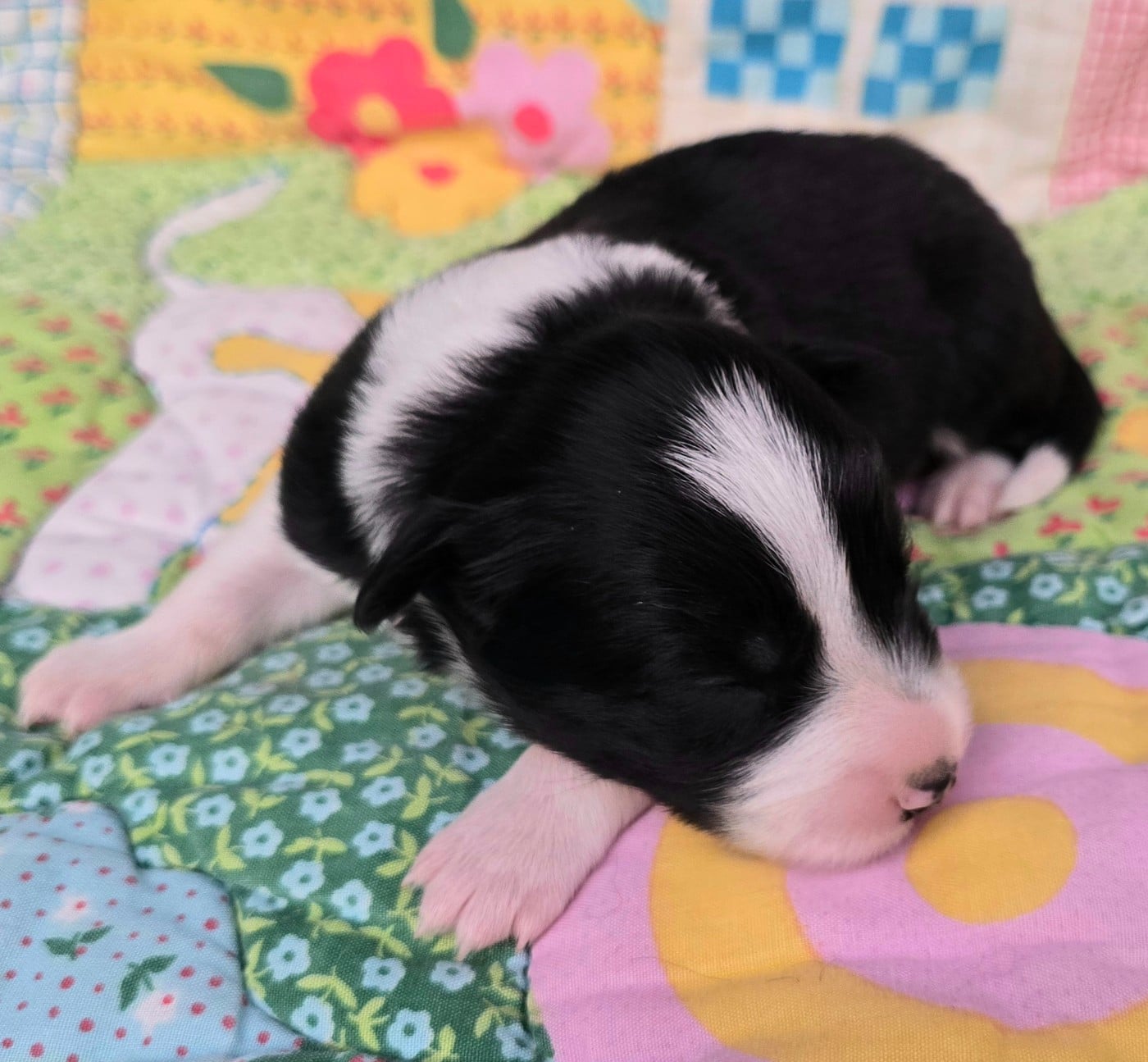 - CHIOT 8 MÂLE NOIR ET BLANC.