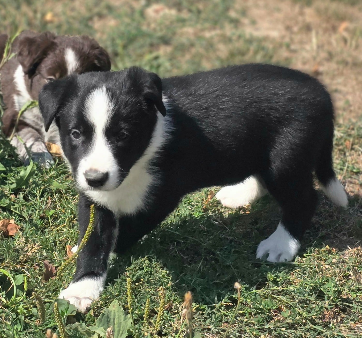 Border Collie - du Paradis des P'tits Cracks