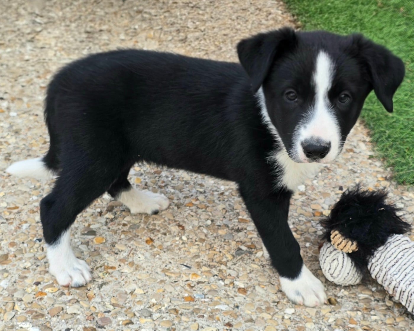 Border Collie - du Paradis des P'tits Cracks