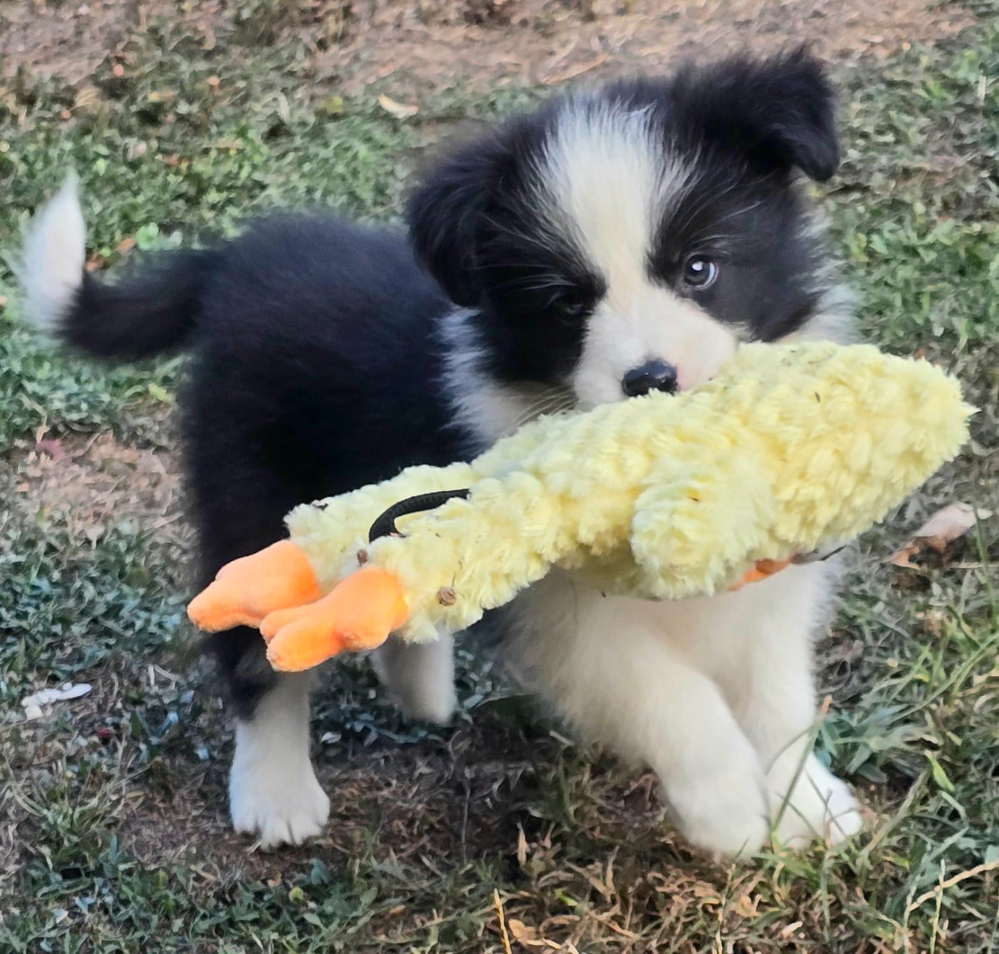 Border Collie - du Paradis des P'tits Cracks