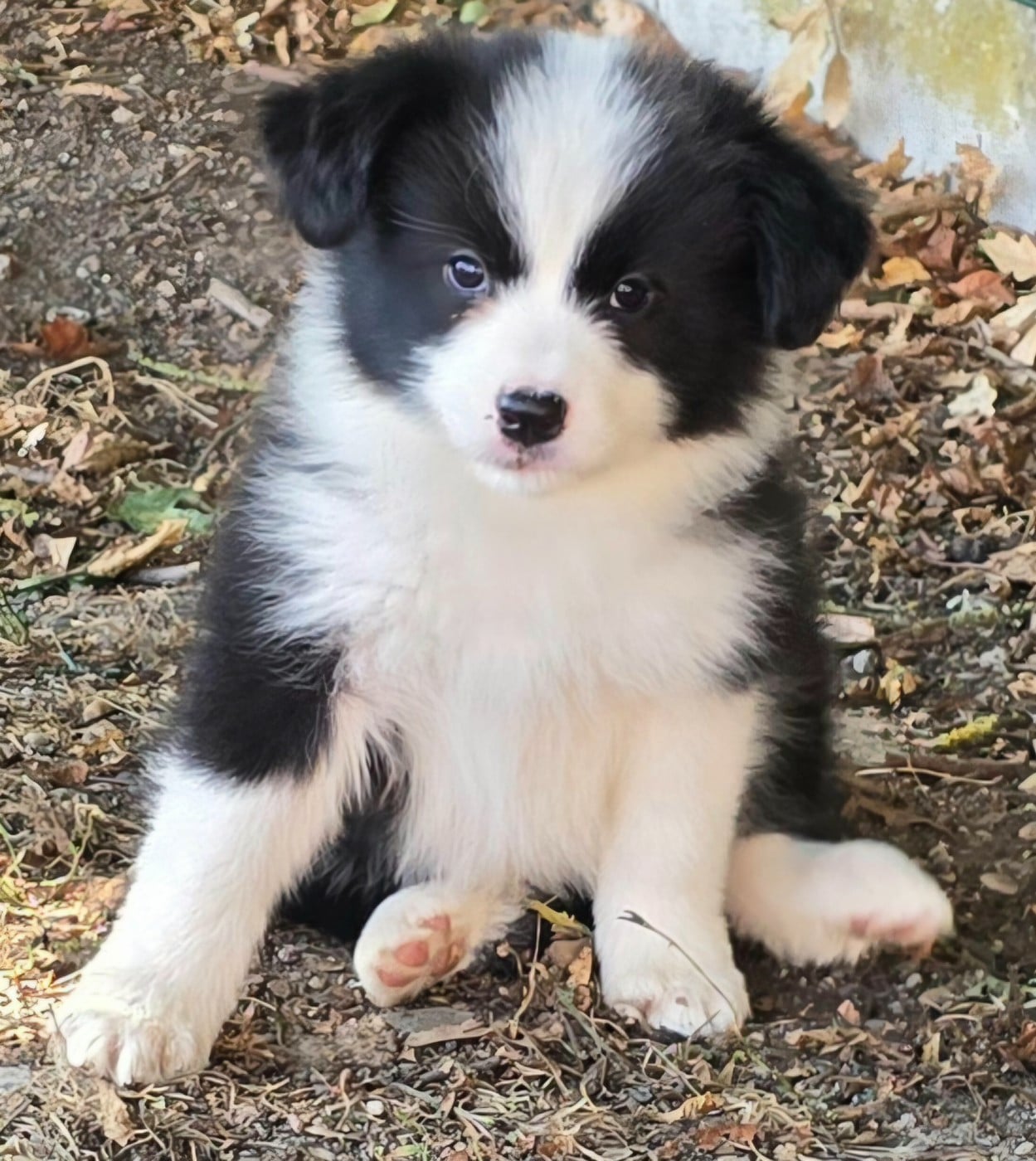Border Collie - du Paradis des P'tits Cracks