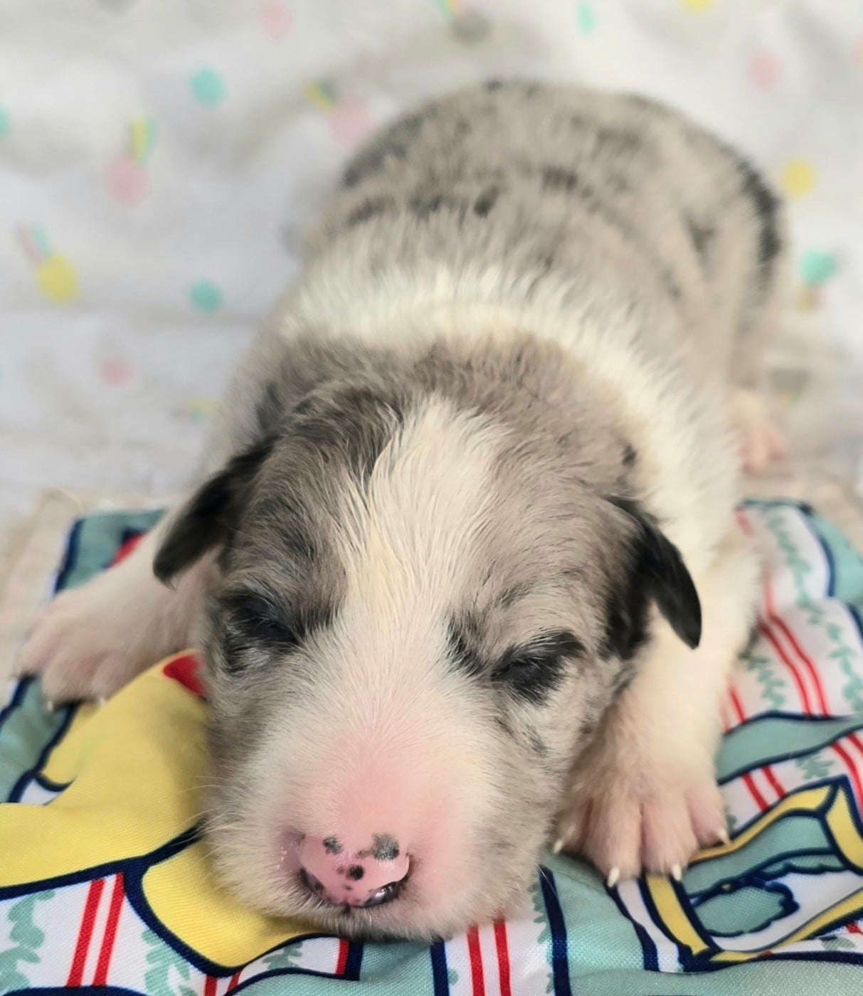 - CHIOT MÂLE N°1 MÂLE BLEU MERLE ET BLANC.