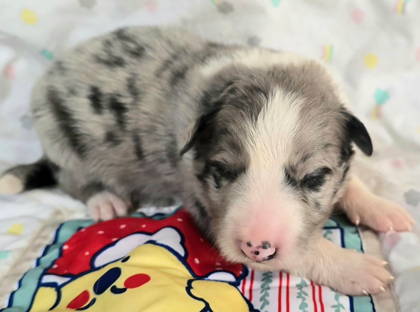 - CHIOT MÂLE N°1 MÂLE BLEU MERLE ET BLANC.