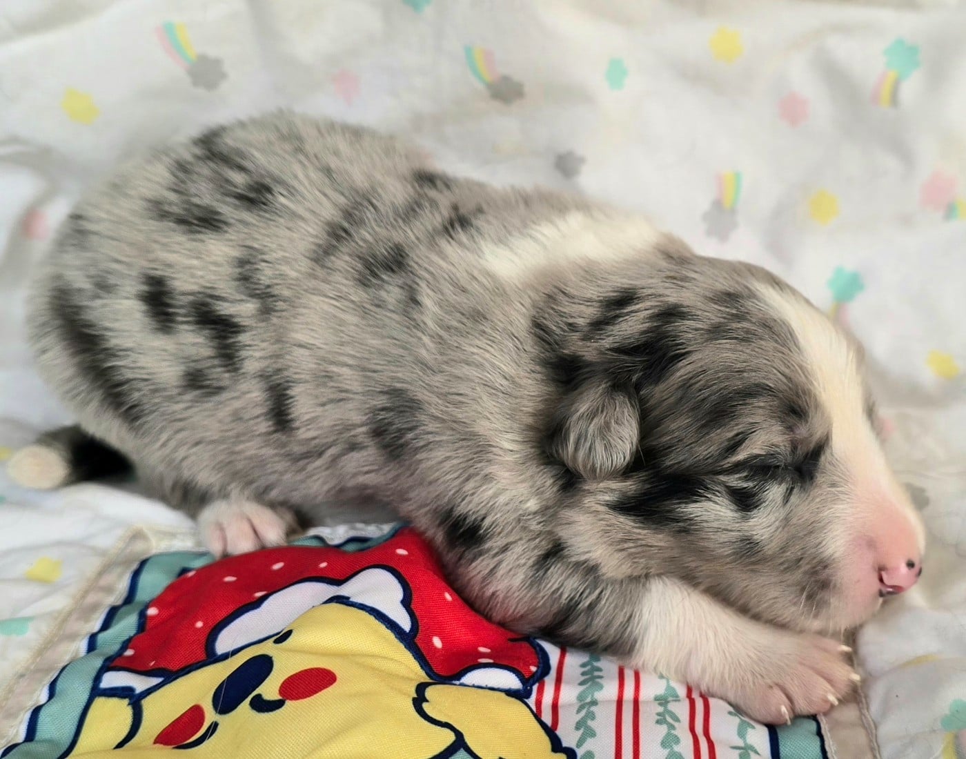 - CHIOT MÂLE N°1 MÂLE BLEU MERLE ET BLANC.