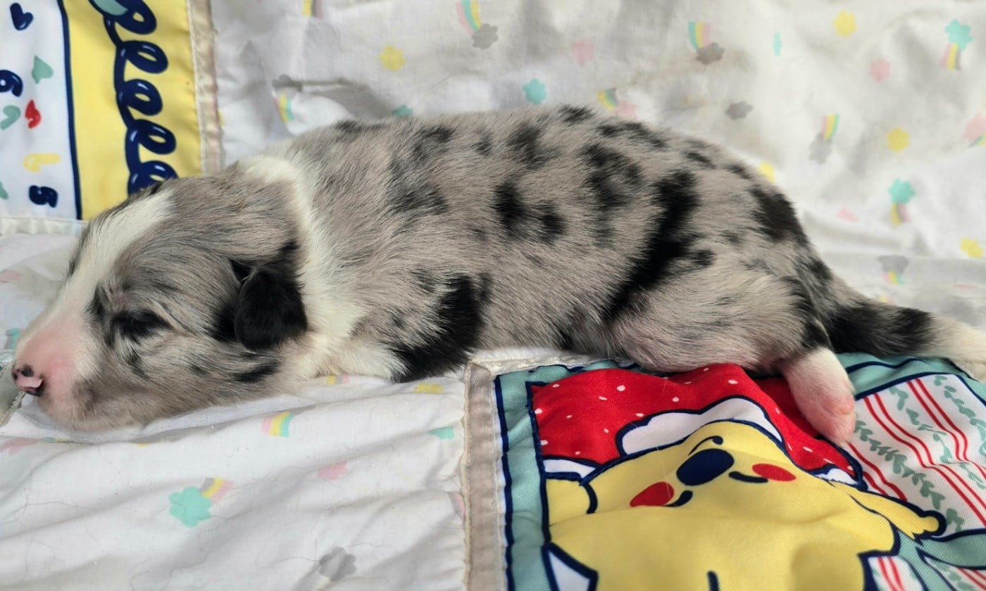 - CHIOT MÂLE N°1 MÂLE BLEU MERLE ET BLANC.
