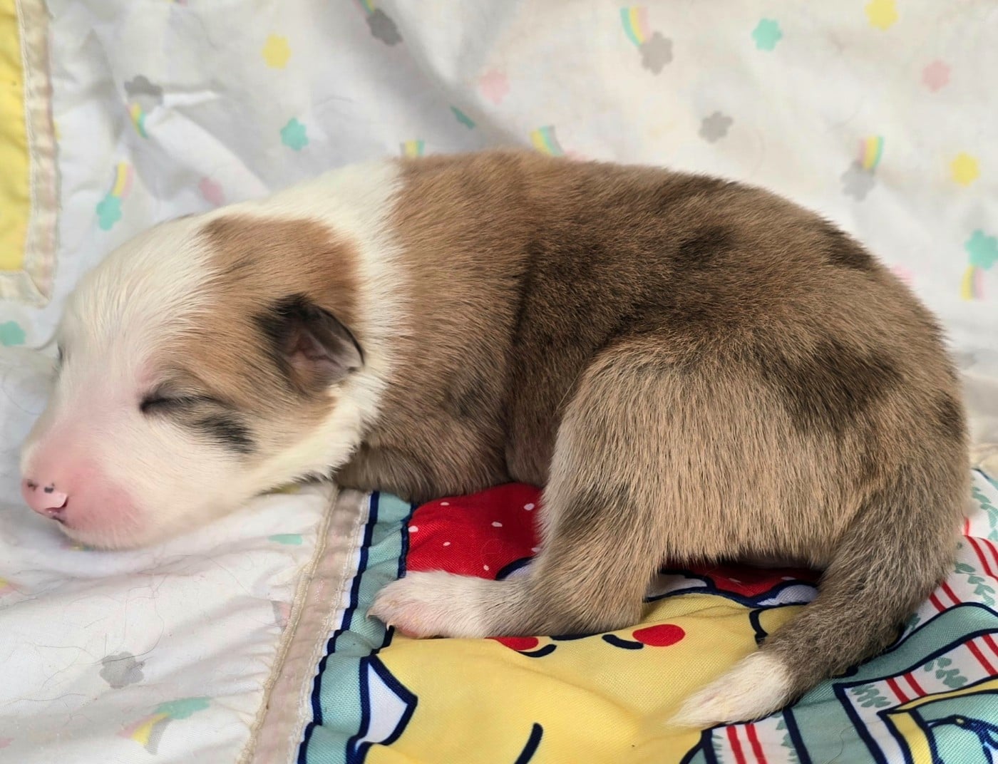 - CHIOT MÂLE N°2 SEAL ROUGE MERLE ET BLANC.