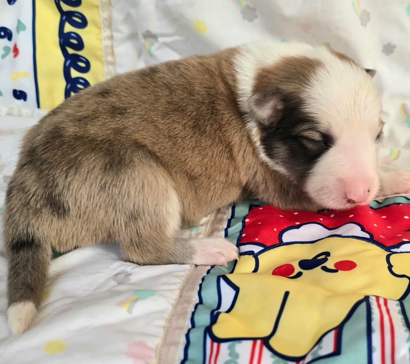 - CHIOT MÂLE N°2 SEAL ROUGE MERLE ET BLANC.