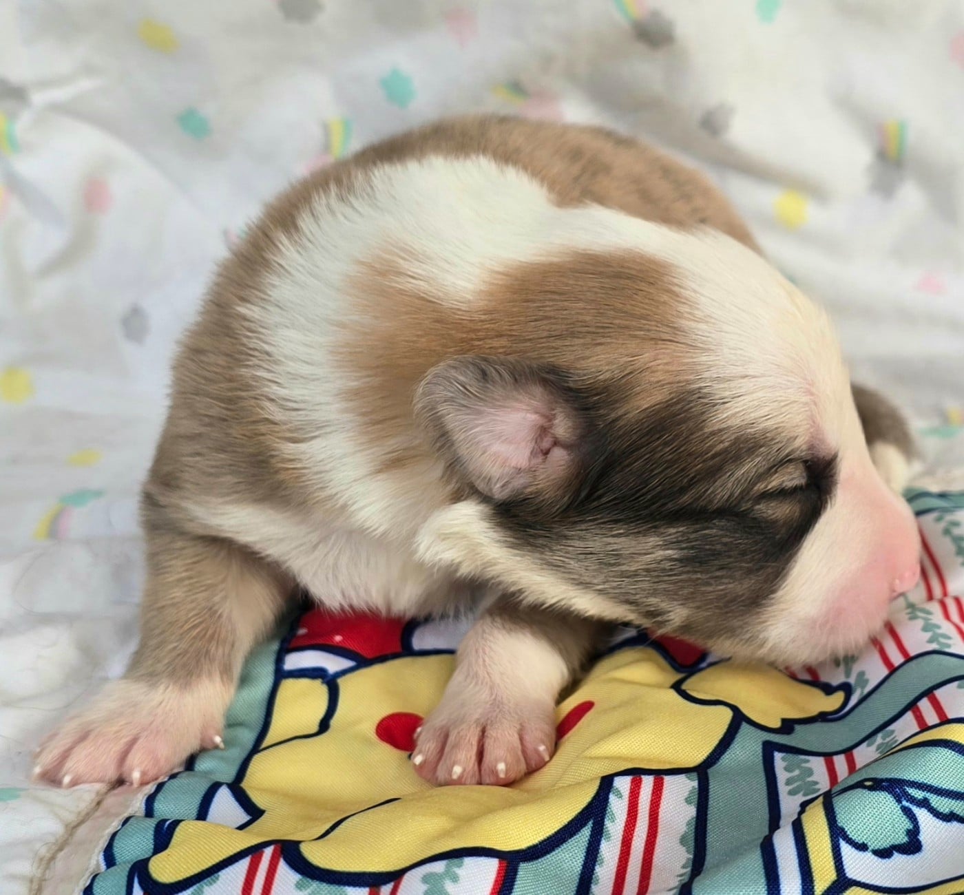 - CHIOT MÂLE N°2 SEAL ROUGE MERLE ET BLANC.