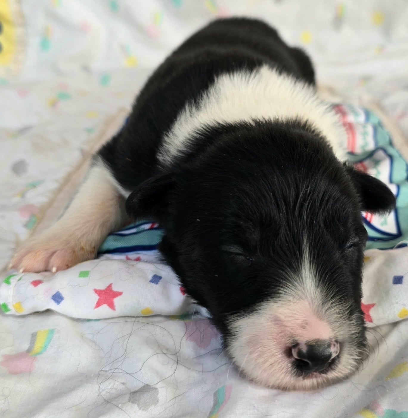 - CHIOT MÂLE N°3 NOIR ET BLANC.