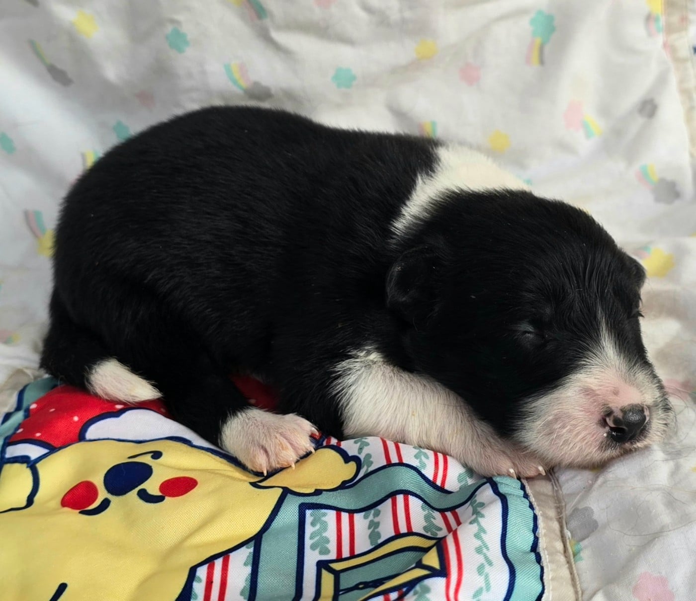 - CHIOT MÂLE N°3 NOIR ET BLANC.