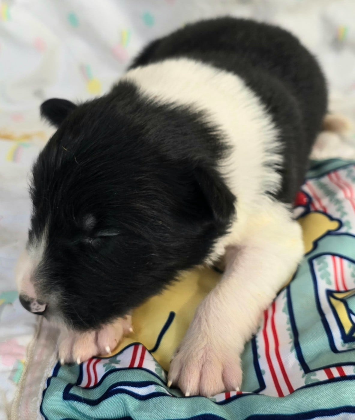 - CHIOT MÂLE N°3 NOIR ET BLANC.