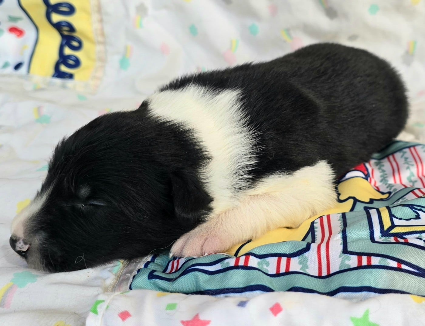 - CHIOT MÂLE N°3 NOIR ET BLANC.