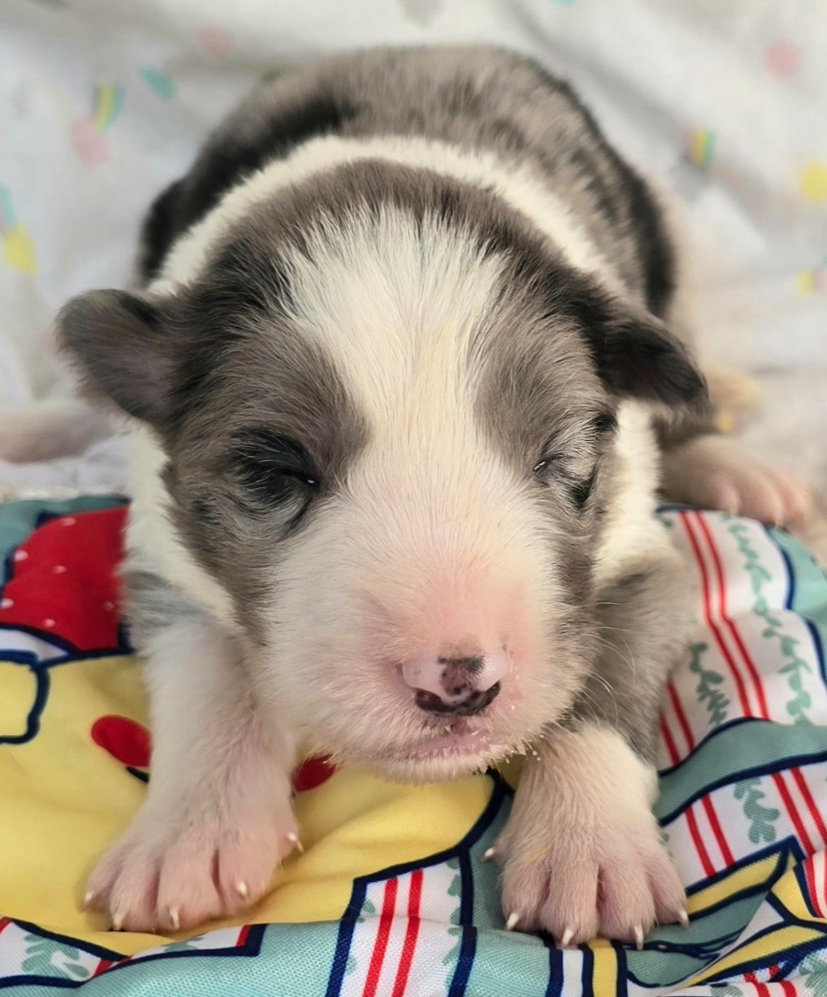 - CHIOT MÂLE N°4 BLEU MERLE ET BLANC.