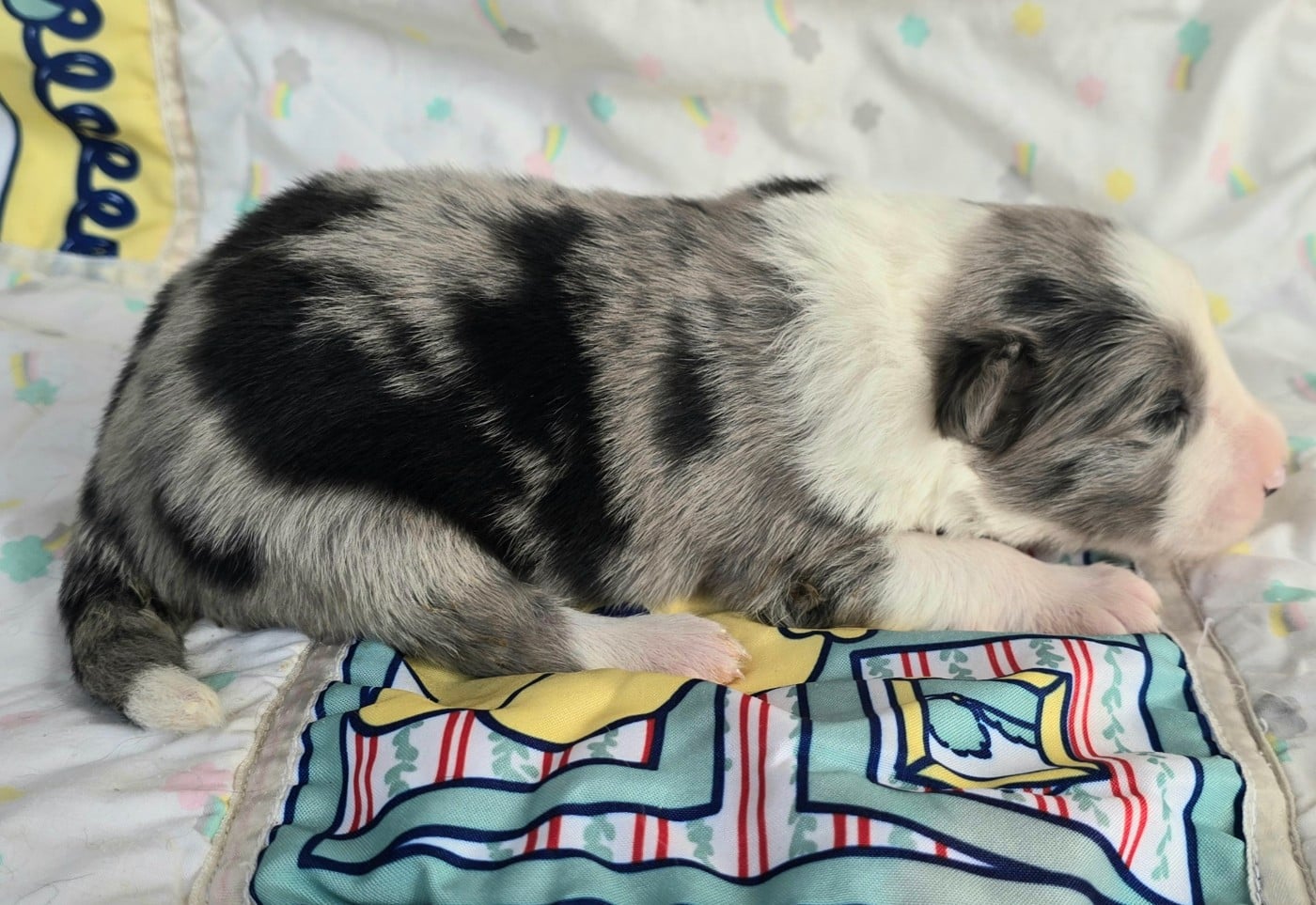 - CHIOT MÂLE N°4 BLEU MERLE ET BLANC.