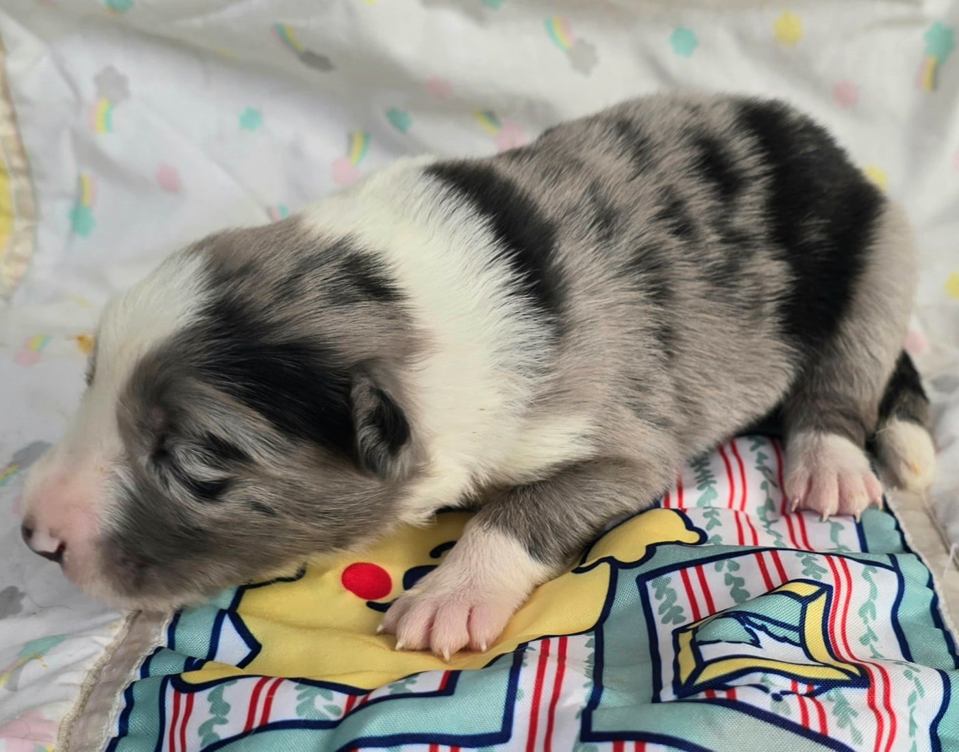 - CHIOT MÂLE N°4 BLEU MERLE ET BLANC.