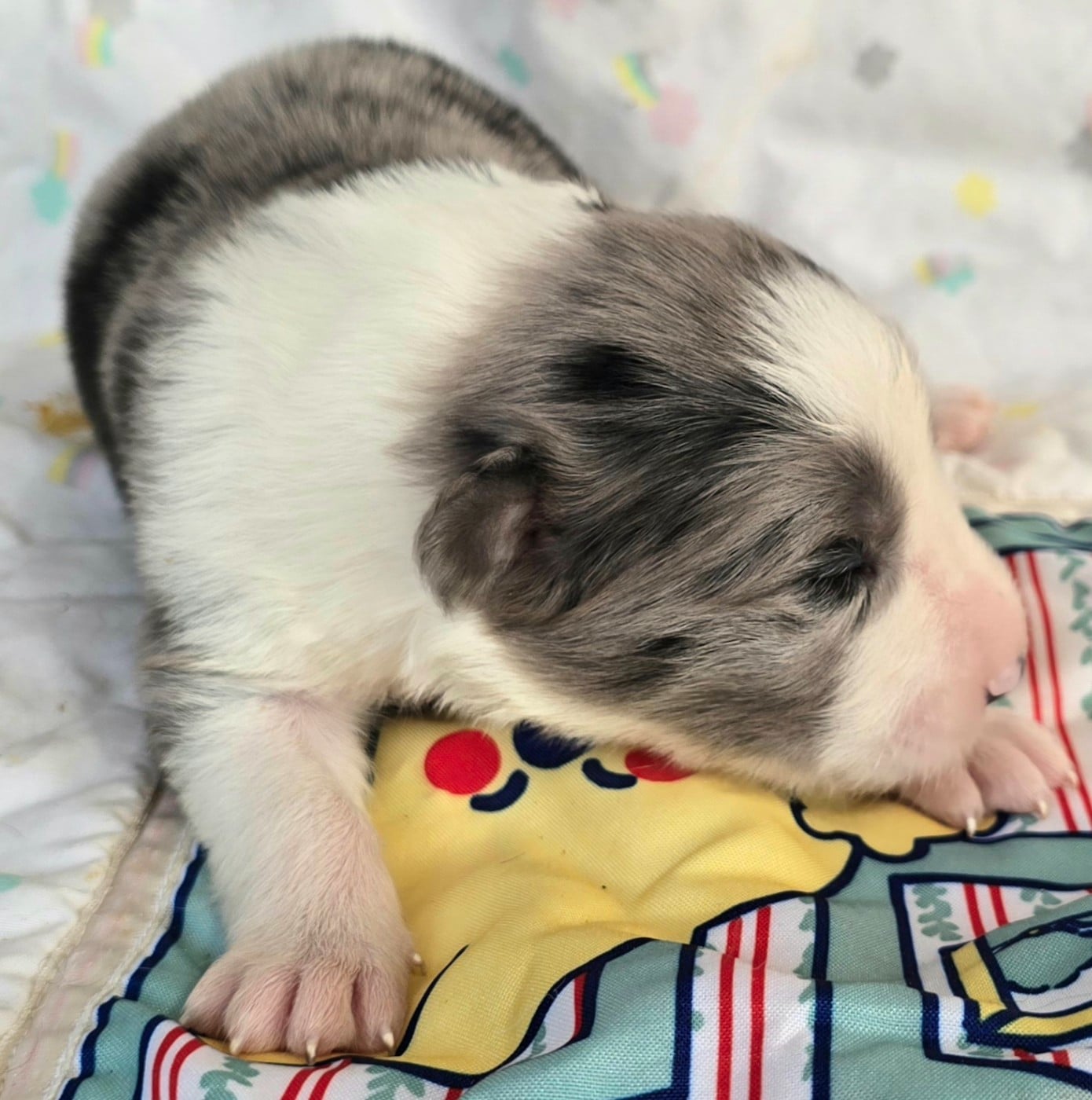 - CHIOT MÂLE N°4 BLEU MERLE ET BLANC.