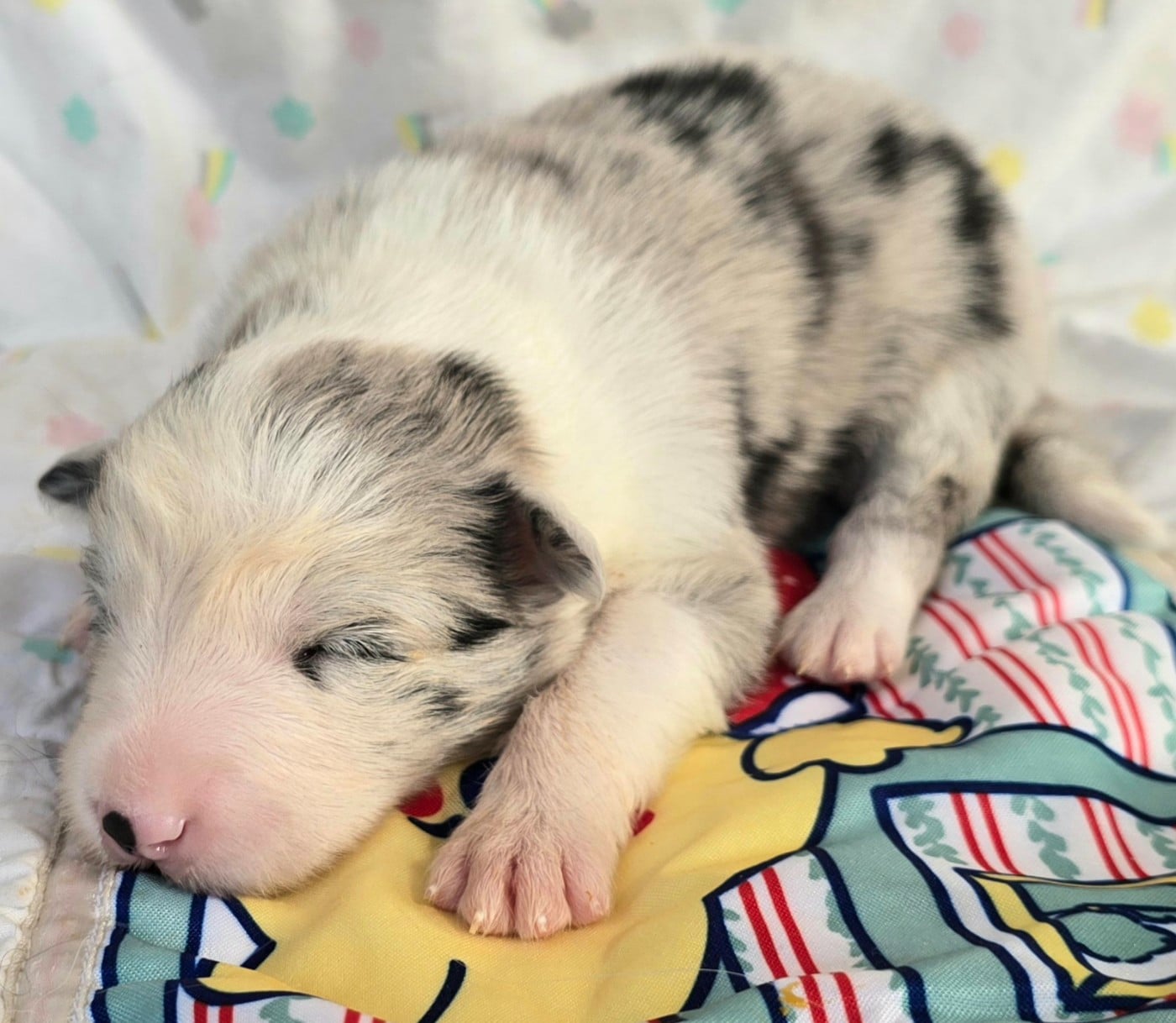 - CHIOT FEMELLE N°5 BLEUE MERLE ET BLANCHE.